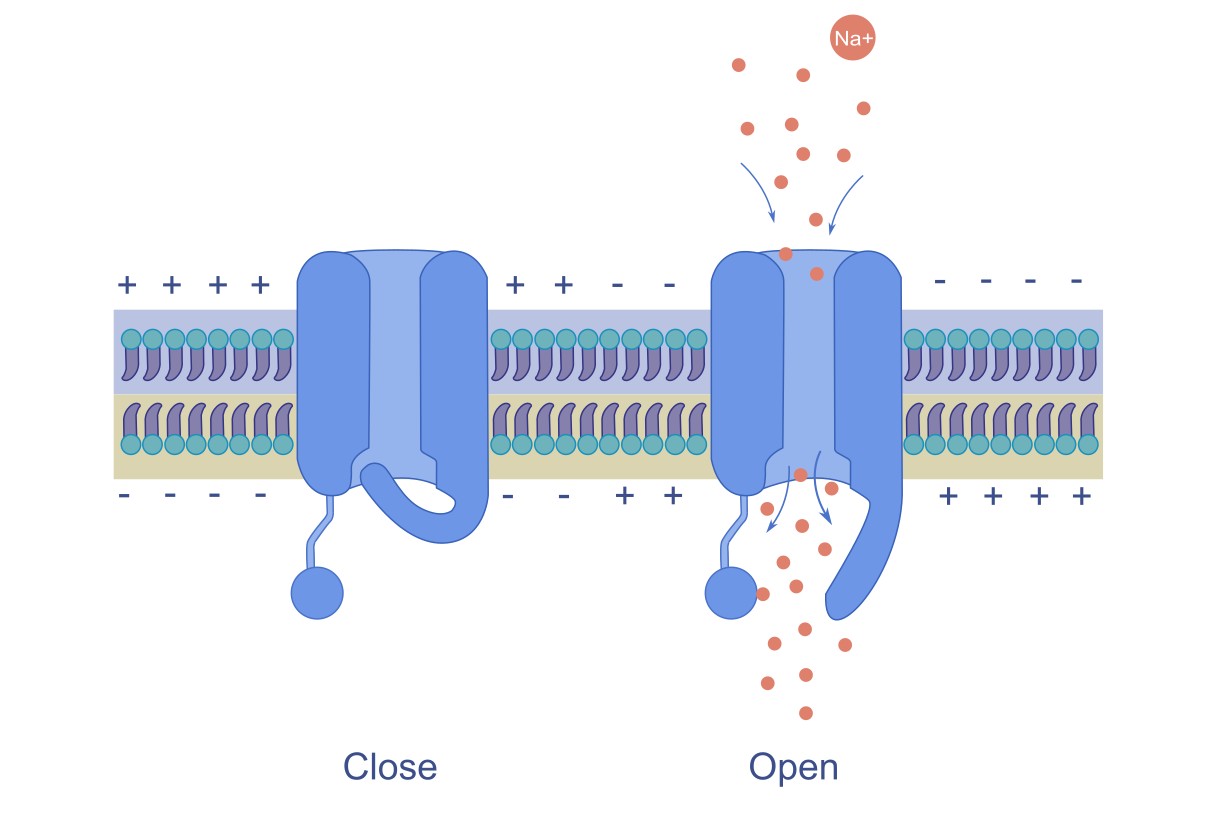 voltage-gated-on-Ion-channels